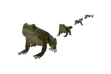 Lifecycle of a frog