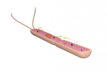 Hay bacillus