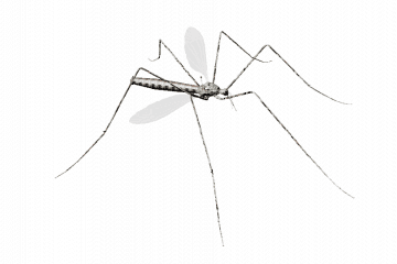 Mosquito