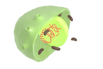 Chlamydia