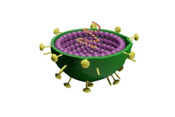 Hendra virus