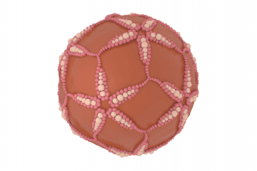 Mengovirus