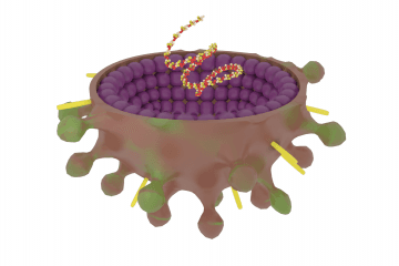 Paramyxoviridae