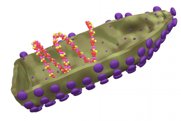 Rabies virus