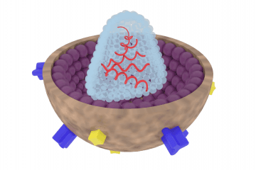Togotovirus