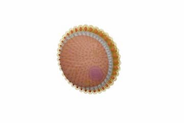 Human egg cell
