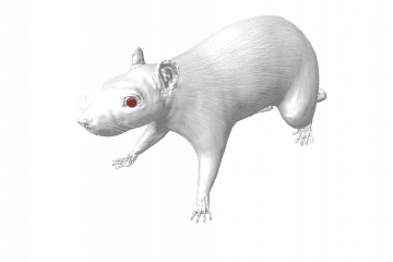 Rat