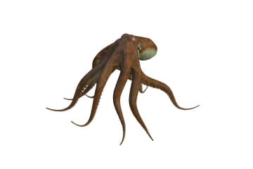 Octopus