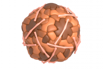 ECHO virus