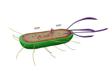 Escherichia coli