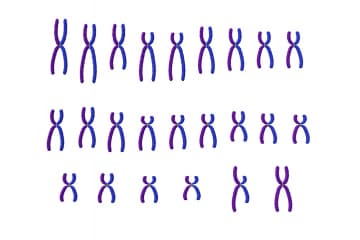 Karyotype
