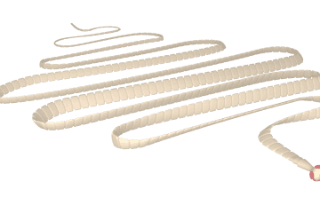 Tapeworm