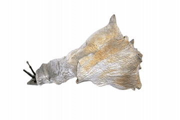 Sea snail