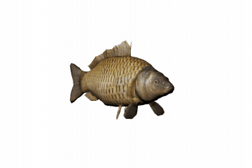 Bony fish