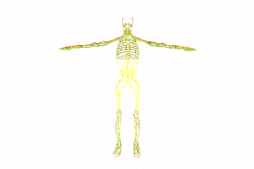 Peripheral nervous system