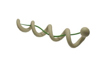 Borrelia