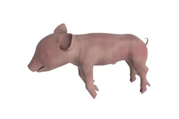 Fetal pig