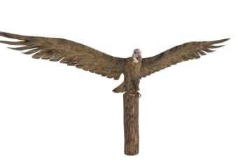 Vulture