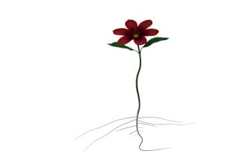 Plant movement