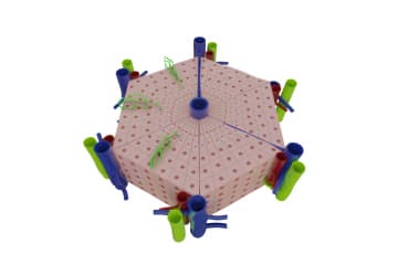 Hepatic lobule