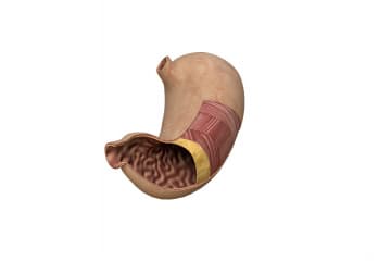 Stomach