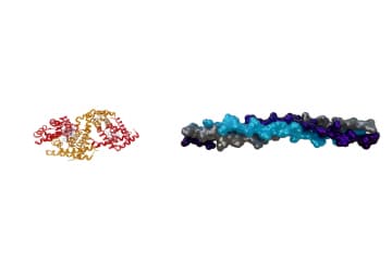 Globular and fibrillar protein
