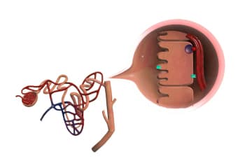 Osmoregulation. Antidiuretic hormone (ADH)