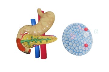 Glucagon