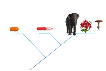 Three-dimensional system: archaei, bacteria and eukaryotes