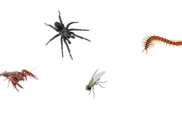 Distinctive features of arthropods and their classes