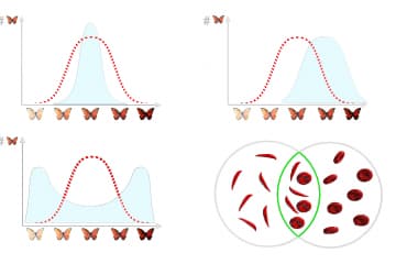 Stabilizing, destructive and guide types of natural selection