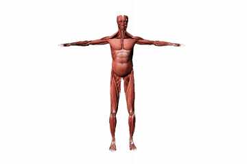 Human muscles