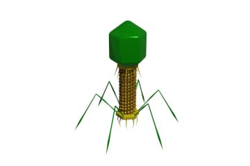 Bacteriophage T4
