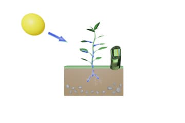 Translocation in plants