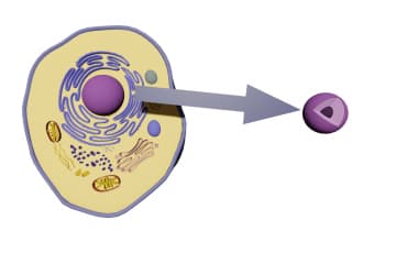 The structure of the cell nucleus