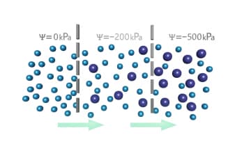 Water potential
