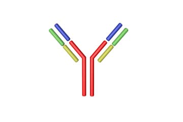 Antigen