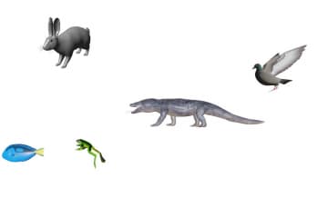 Dichotomous key
