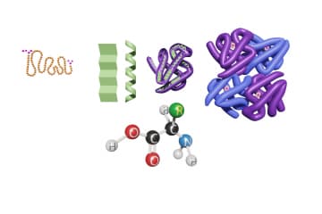 Proteins and amino acids
