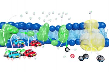 Oxidative phosphorylation