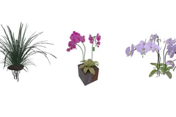 Plant classification