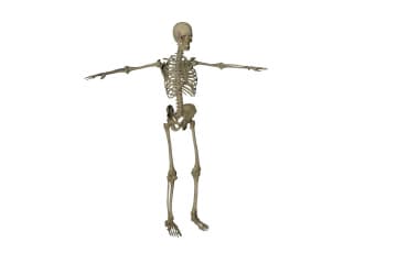 The main departments of the skeleton of man