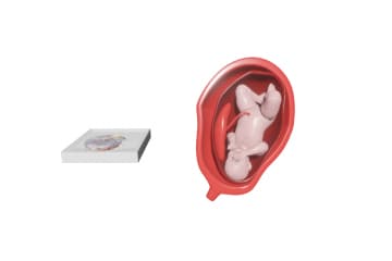 Placenta