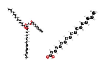 Lipids: triglycerides and phospholipids