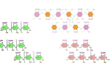 Polysaccharides