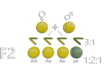 Monohybrid crossing: Second law of Mendel