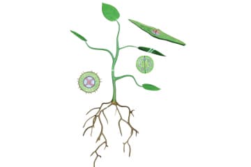 The structure of the roots, stems, and leaves of dicotyledonous plants.