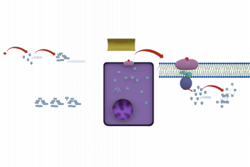 Mechanism of transferring a hormonal signal. Running glycogenolysis