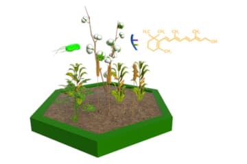 Genetically modified organisms in agriculture