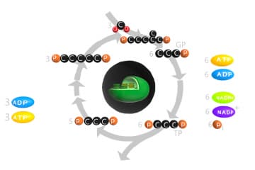 The dark phase of photosynthesis. Calvin cycle